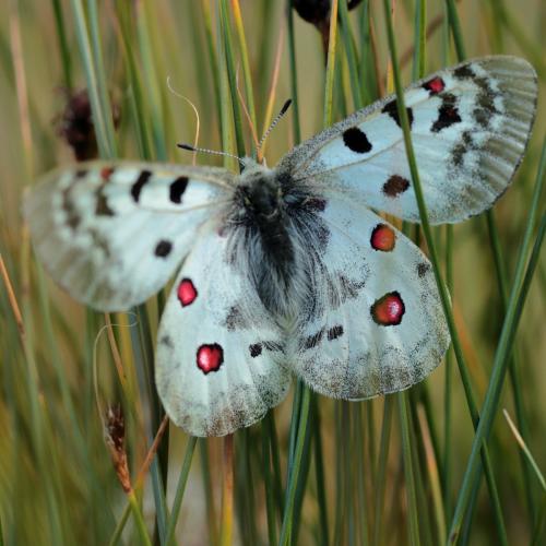 Réf. 263 494 : Parnassius phoebus